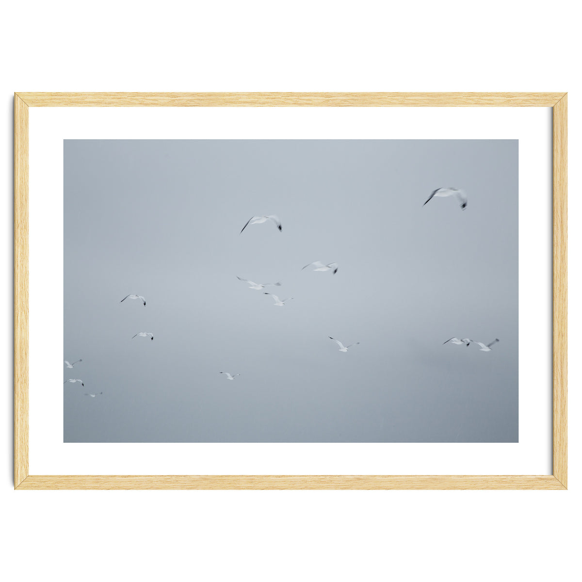 Flying seagulls in the winter sky