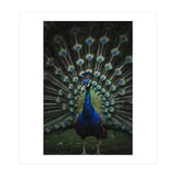 Peacock Portrait Photography (Print Only) thumbnail