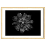 Backyard Flowers In Black And White 22 thumbnail
