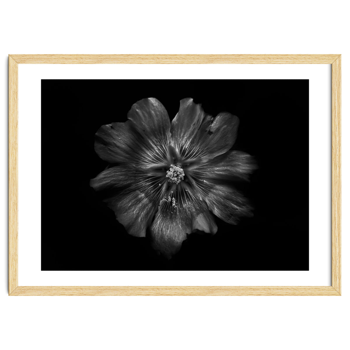 Backyard Flowers In Black And White 22