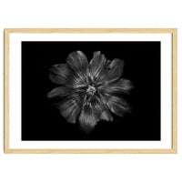 Backyard Flowers In Black And White 22