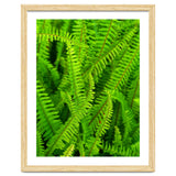 Green Ferns thumbnail
