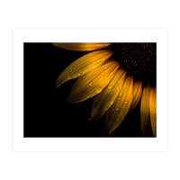 Backyard Flowers No 28 Sunflower (Print Only)