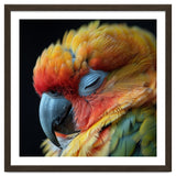 Close Up Of A Sleeping Sun Conure Parrot thumbnail