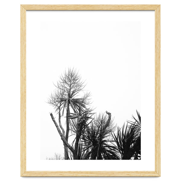 Miminalist Palm