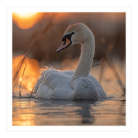 Majestic Swan Swimming At Sunrise Serene Water (Print Only)