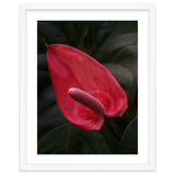 Red Anthurium Flower thumbnail