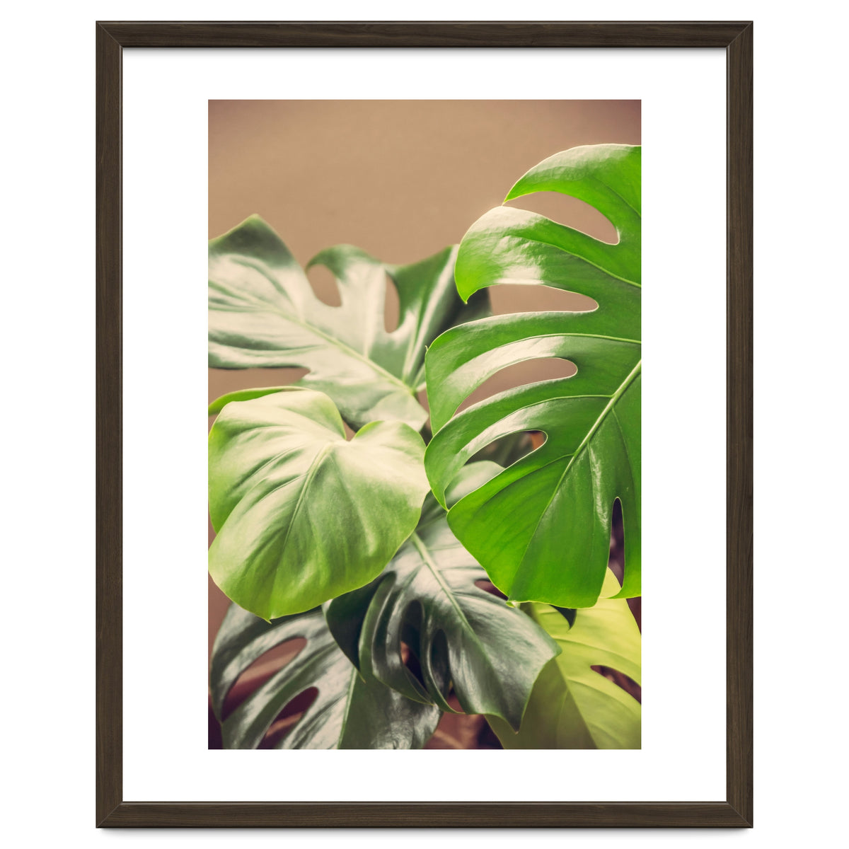 Monstera Mix