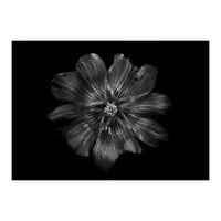 Backyard Flowers In Black And White 22 (Print Only)