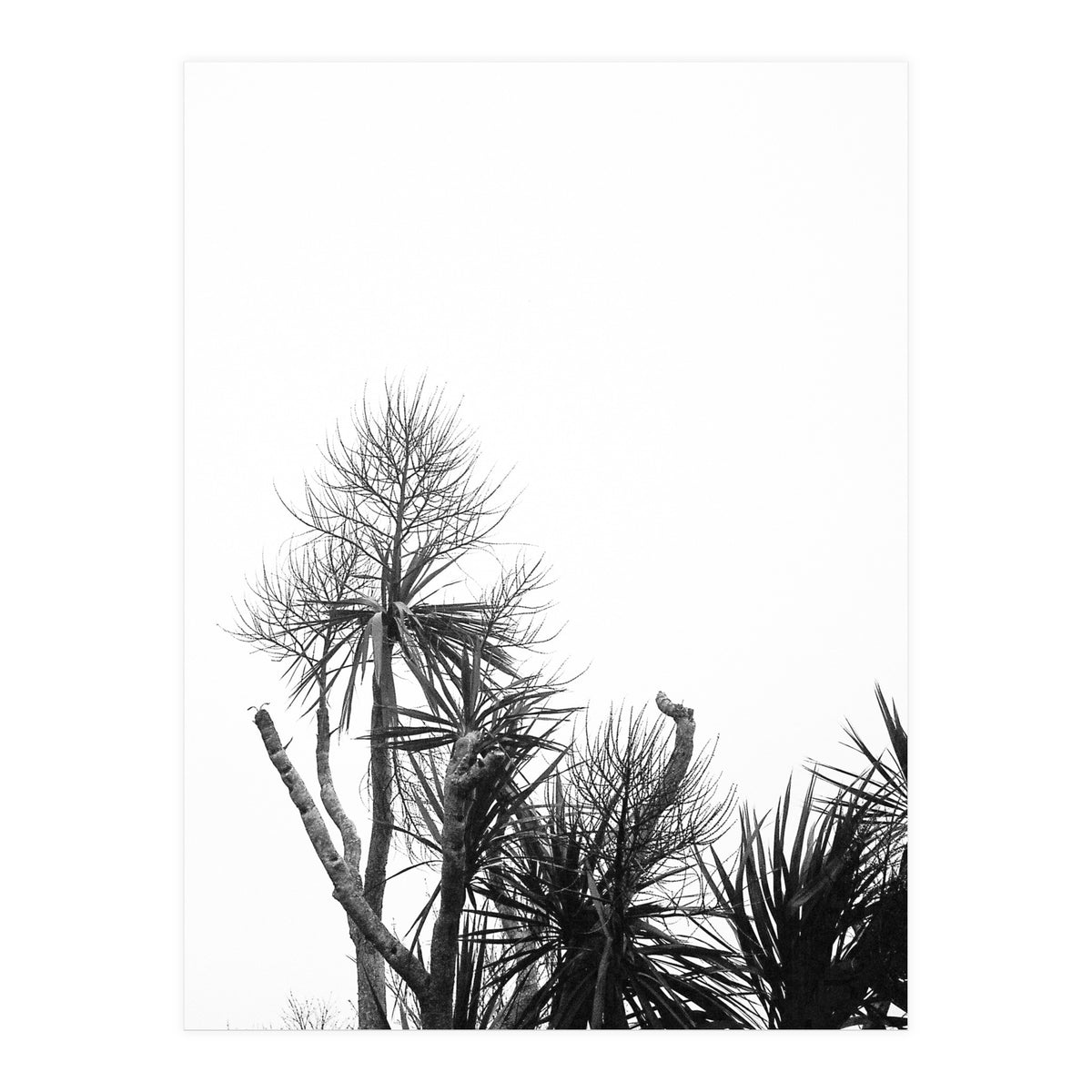 Miminalist Palm (Print Only)