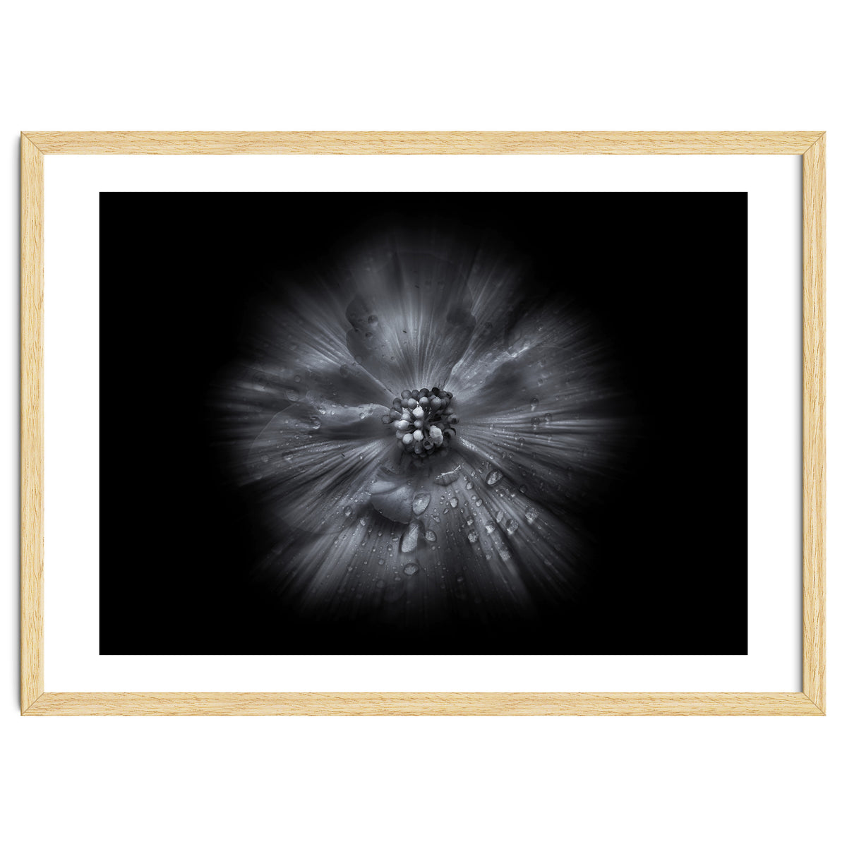 Backyard Flowers In Black And White No 66 Flow Version