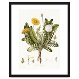 William Curtis – Dandelion (1777–1798) thumbnail