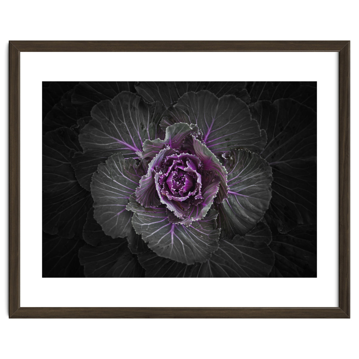 Backyard Flowers No 108 Color Version