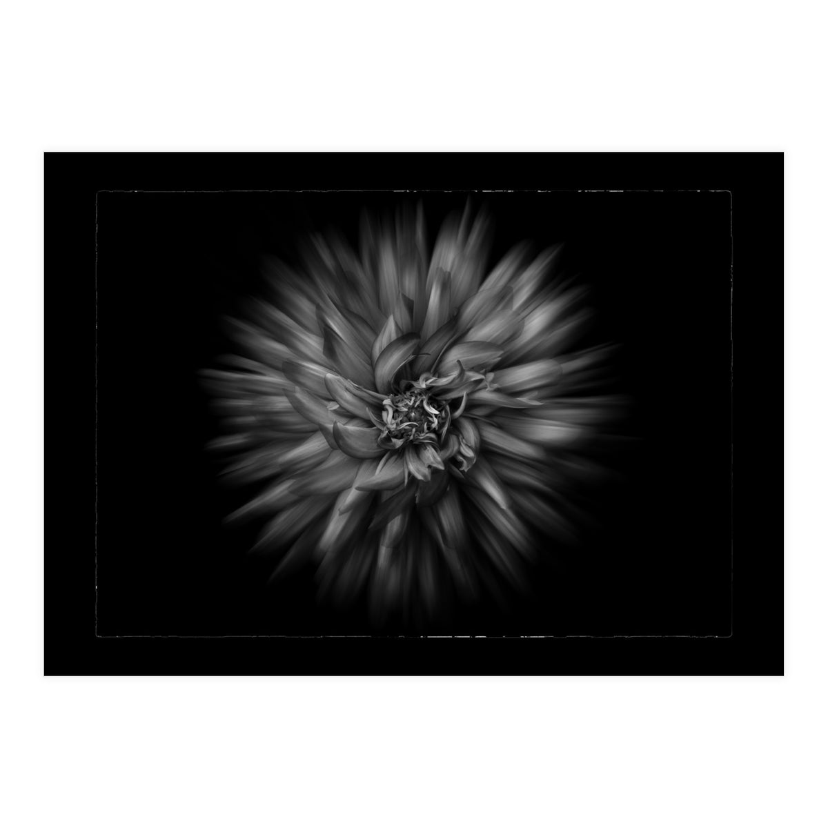 Backyard Flowers In Black And White No 20 Flow Version with Border (Print Only)