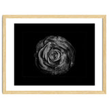 Backyard Flowers In Black And White No 72 with Border thumbnail
