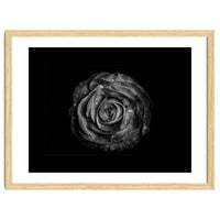 Backyard Flowers In Black And White No 72 with Border