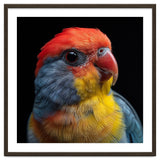 Close Up Colorful Parrot Portrait Vivid Plumage thumbnail