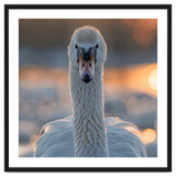 Close Up Portrait Of A Majestic Swan thumbnail