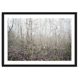 Lost in the birch forest thumbnail