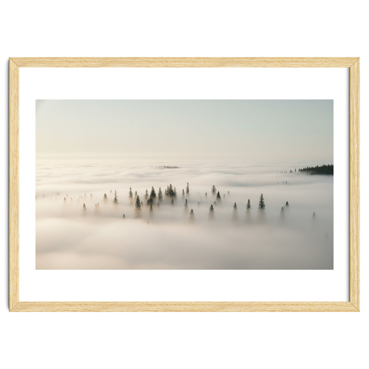 Misty Peaks: Pine Forest Above the Clouds