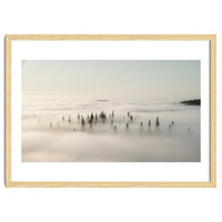 Misty Peaks: Pine Forest Above the Clouds