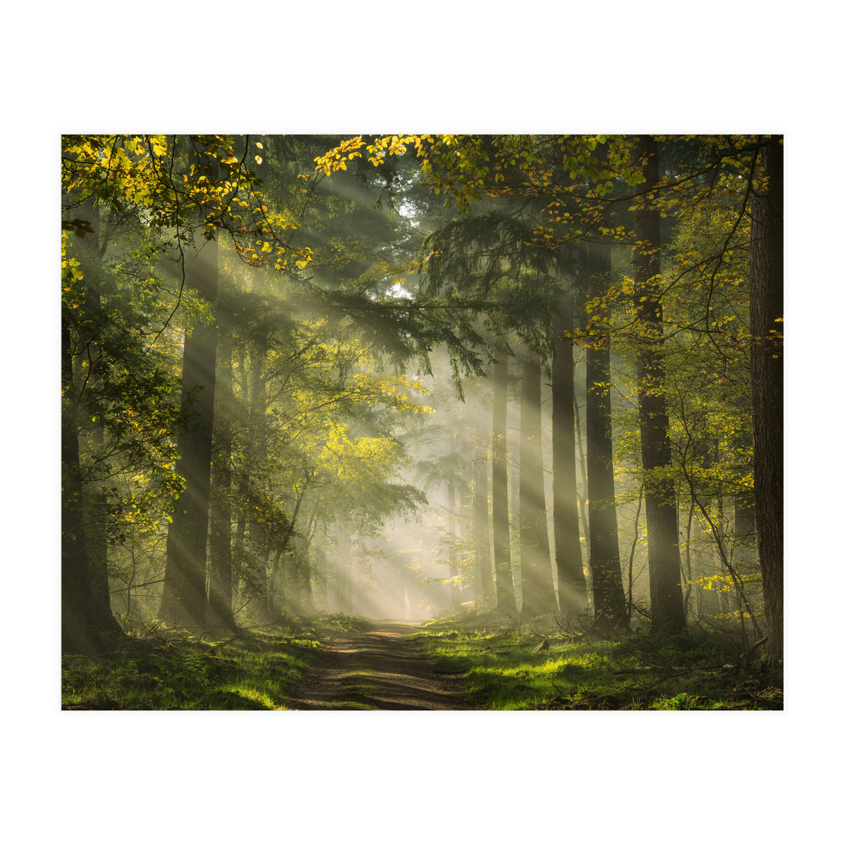 Sunrays in a Dutch forest (Print Only)
