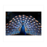 Close Up Peacock Showing Its Beautiful Feathers (Print Only) thumbnail