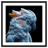 Close Up Of A Cockatoo Parrot Head