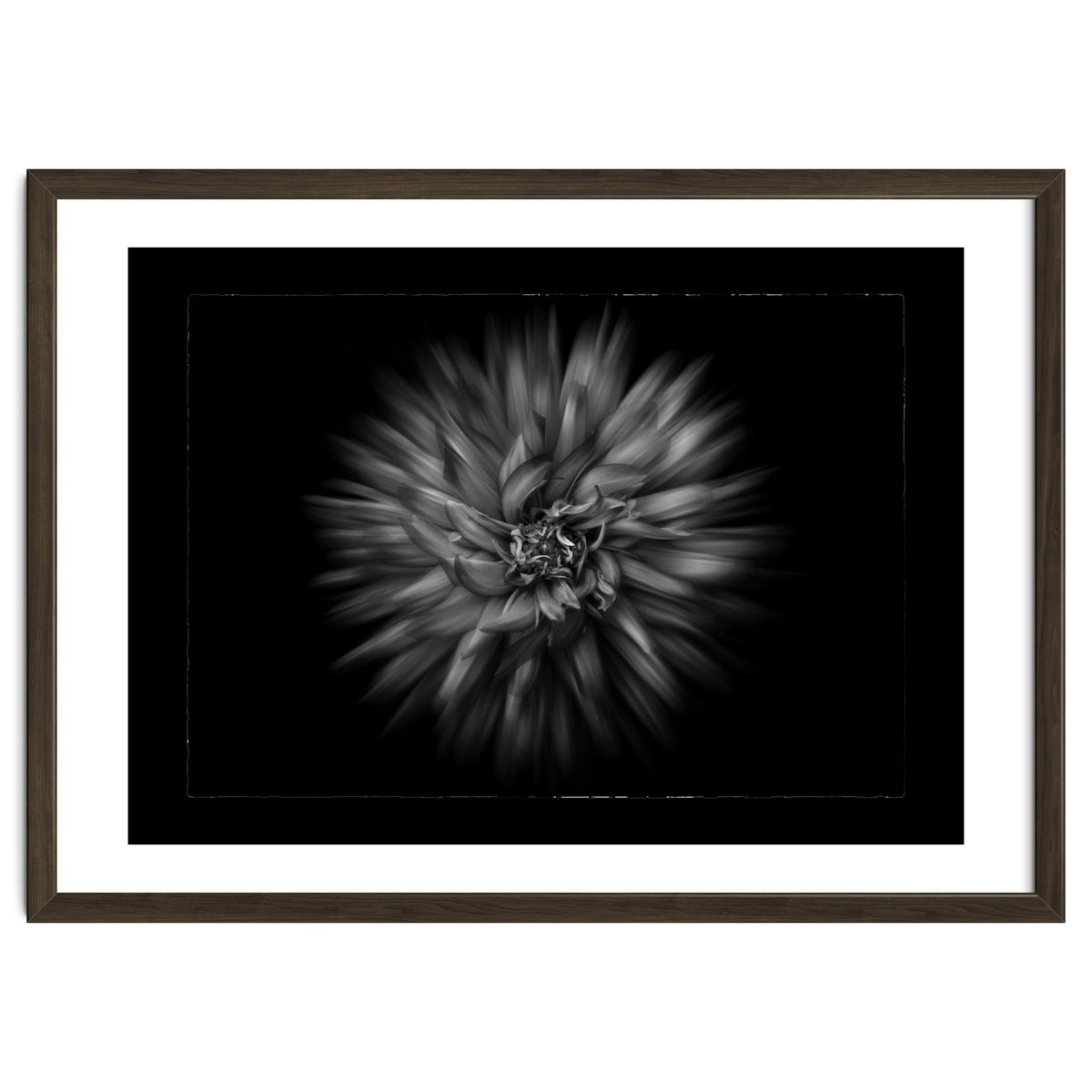 Backyard Flowers In Black And White No 20 Flow Version with Border