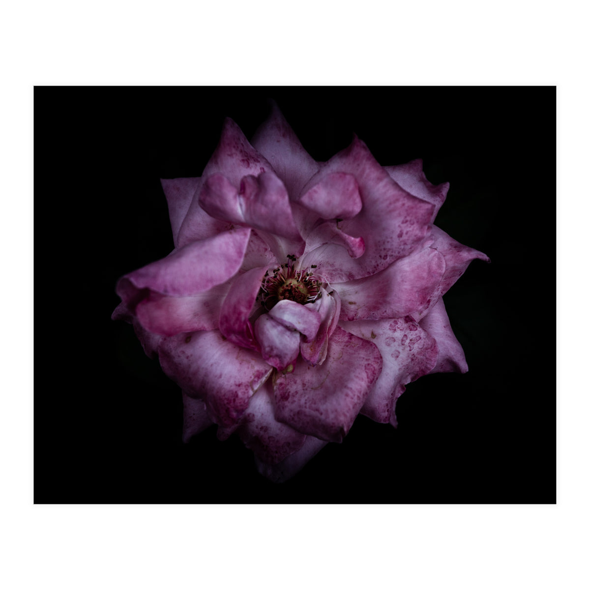 Backyard Flowers No 111 Color Version (Print Only)