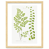 Edward Joseph Lowe – Adiantum Assimile and Adiantum Lunulatum (1856–1860) thumbnail
