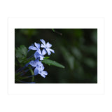 BLOSSOM. (Print Only) thumbnail