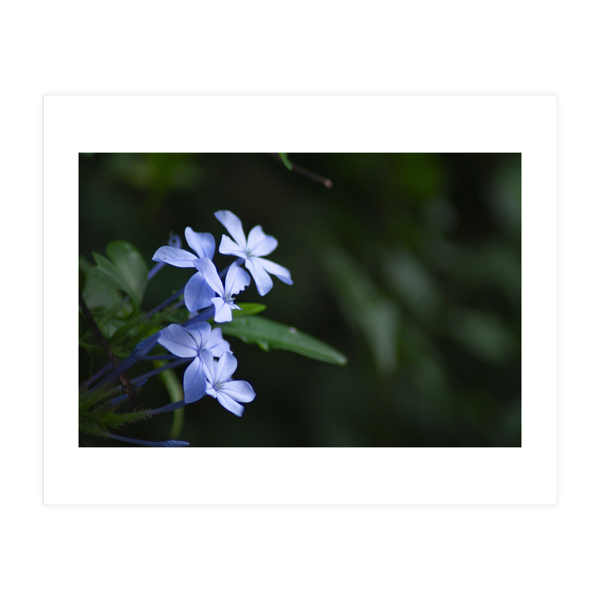 BLOSSOM. (Print Only)