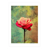 A Vibrant Red Rose  (Print Only) thumbnail