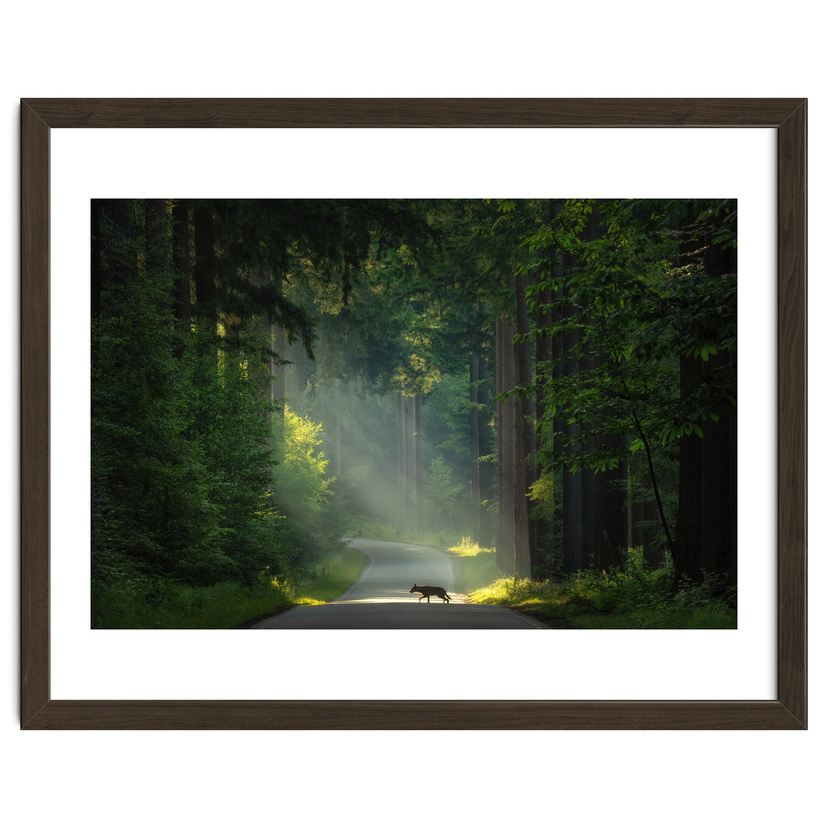 Wolf in the Netherlands