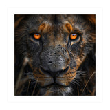 Majestic Lion Face Intense Orange Eyes Close Up (Print Only) thumbnail