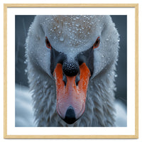 Close Up Of A Swan's Face With Water Droplets