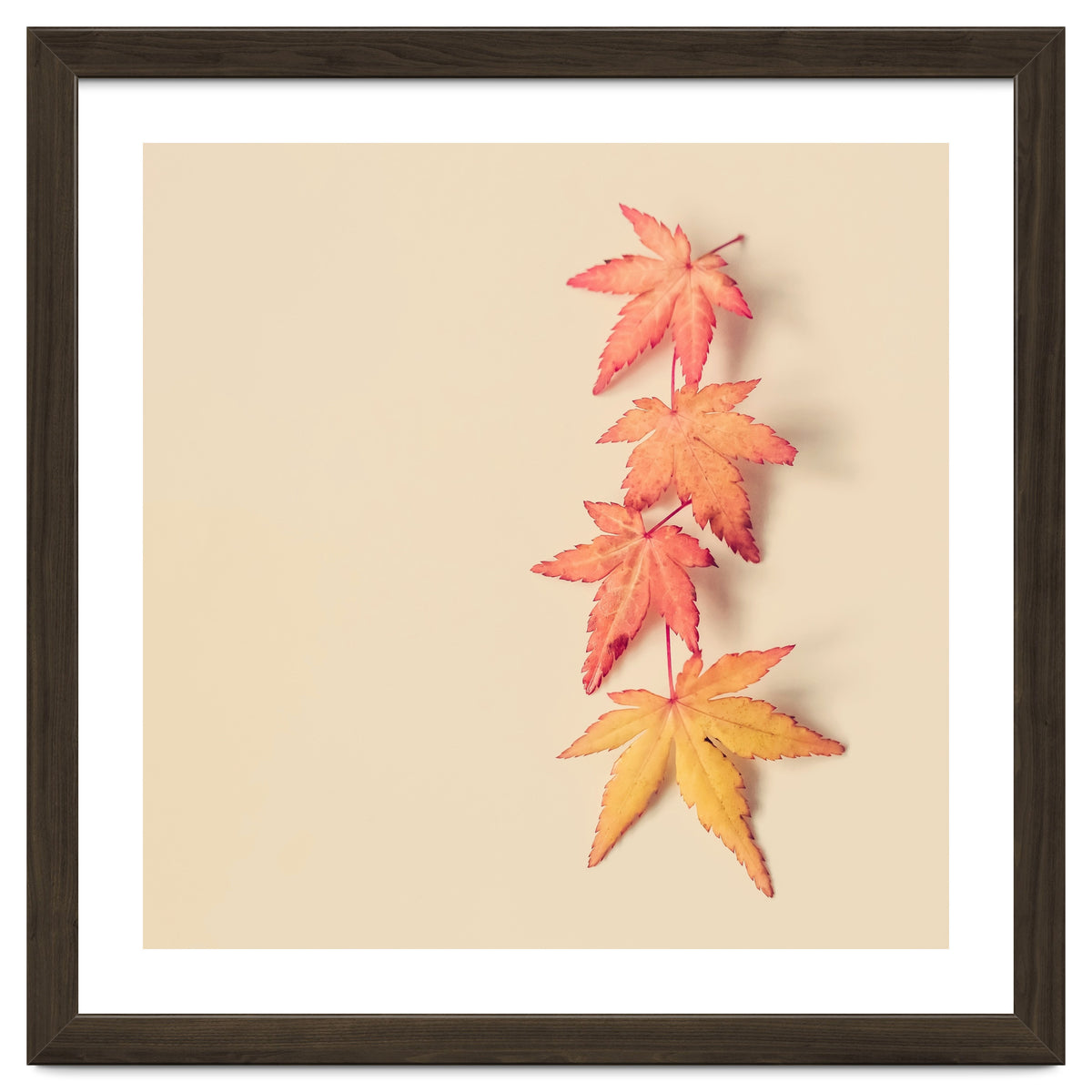 Maple In Pastel