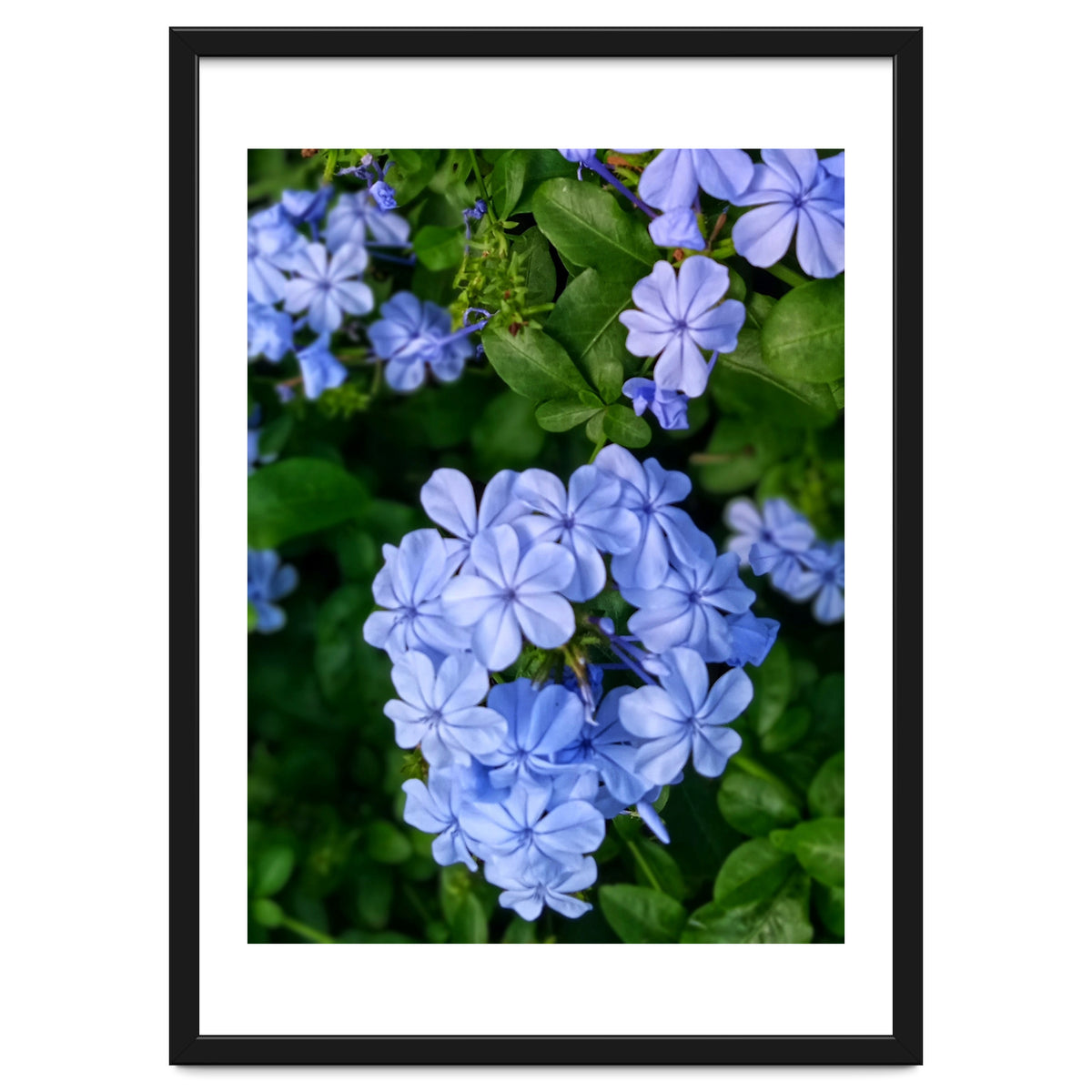 Blue Plambago Flowers