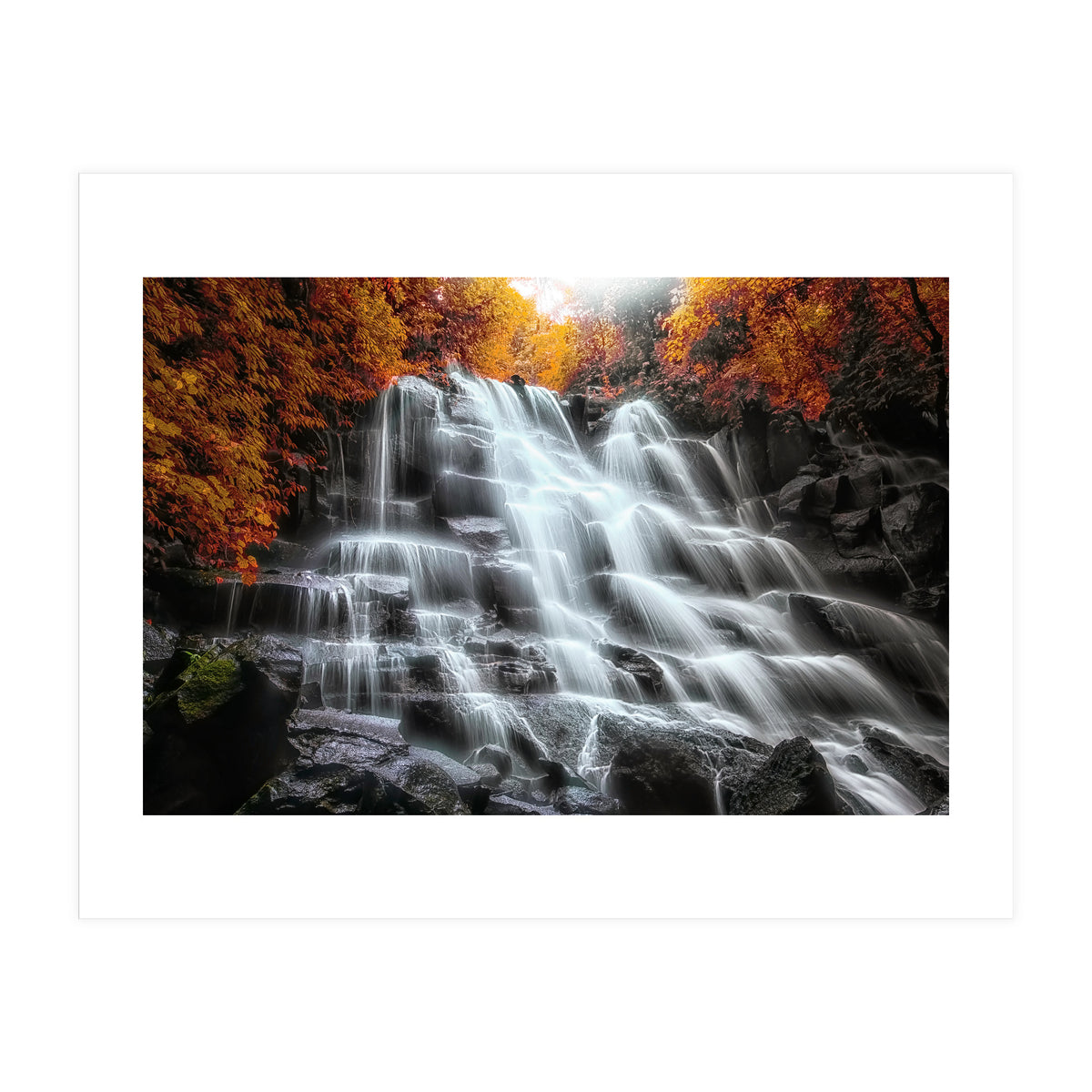 Into the woods (Print Only)