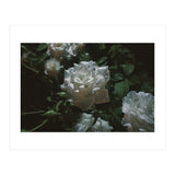 Dark Paradise (Print Only) thumbnail
