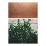 Plant + Copper (Print Only) thumbnail
