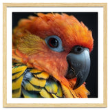 Close Up Of A Sun Conure Parrot's Head thumbnail