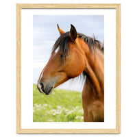 Horse Portrait