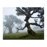Forest queen (Print Only) thumbnail
