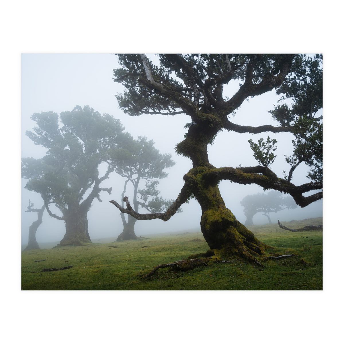 Forest queen (Print Only)