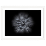 Backyard Flowers In Black And White No 66 Flow Version thumbnail