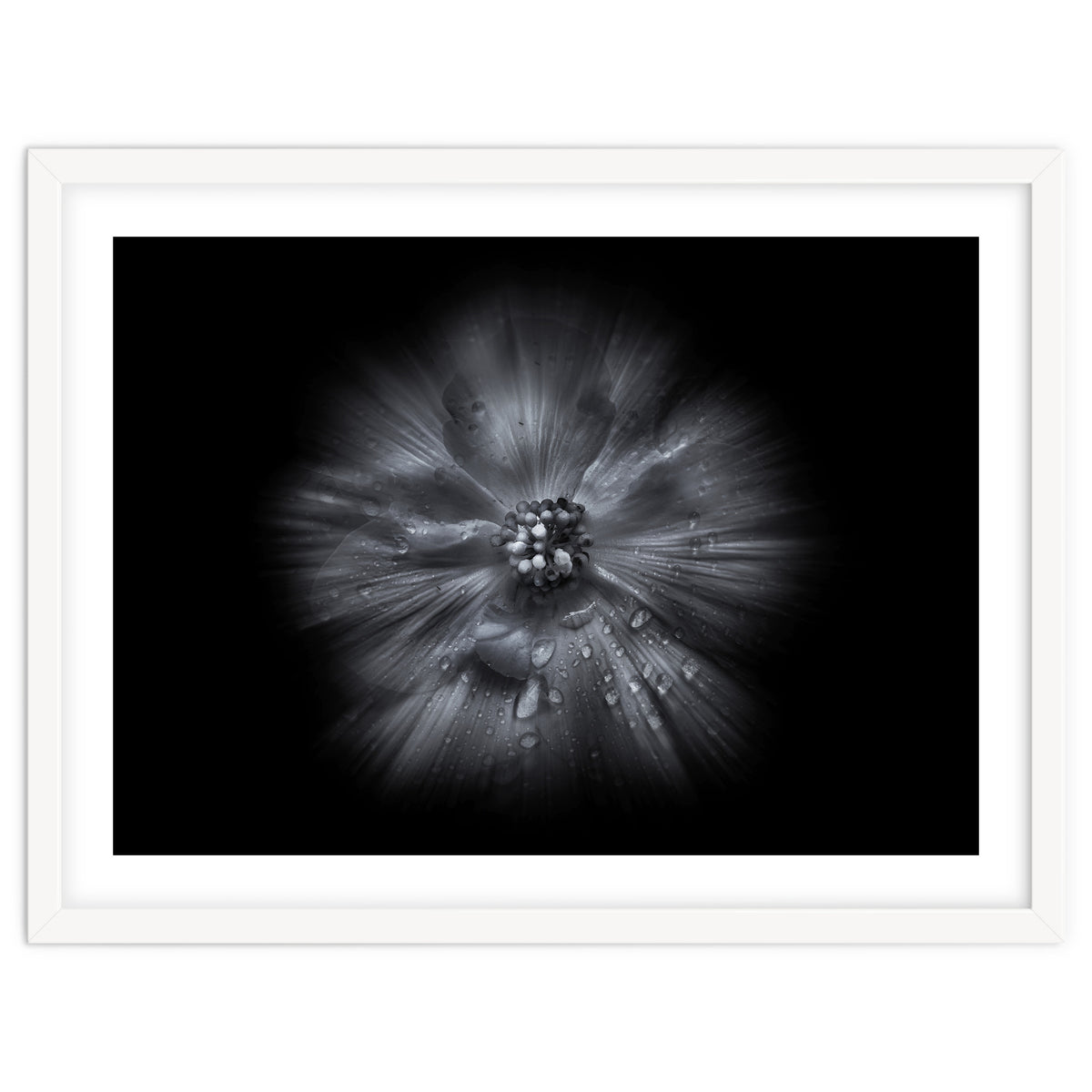 Backyard Flowers In Black And White No 66 Flow Version