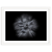 Backyard Flowers In Black And White No 66 Flow Version