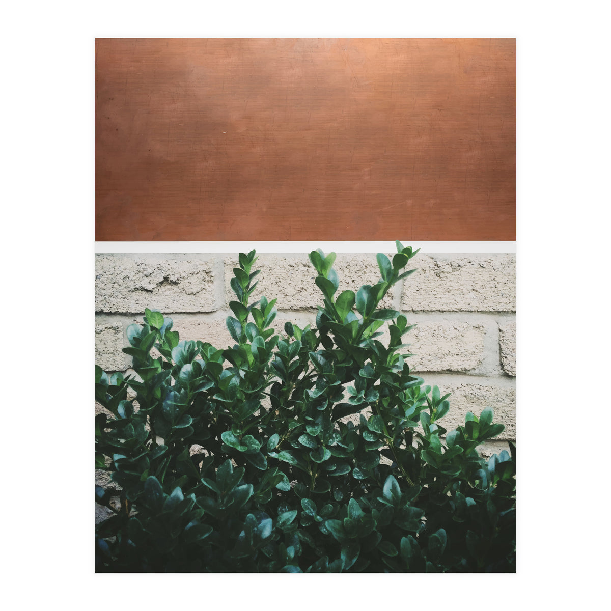 Plant + Copper (Print Only)